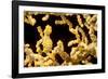 Bargibant 's pygmy seahorse on coral, Philippines-David Fleetham-Framed Photographic Print