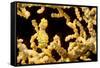 Bargibant 's pygmy seahorse on coral, Philippines-David Fleetham-Framed Stretched Canvas