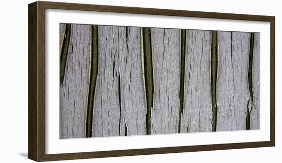 Bark Abstract-Art Wolfe-Framed Photographic Print