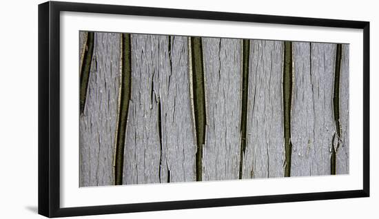 Bark Abstract-Art Wolfe-Framed Photographic Print