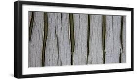 Bark Abstract-Art Wolfe-Framed Photographic Print