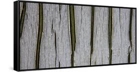 Bark Abstract-Art Wolfe-Framed Stretched Canvas