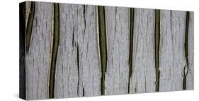 Bark Abstract-Art Wolfe-Stretched Canvas