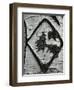 Bark Abstraction, Utah, 1972-Brett Weston-Framed Photographic Print