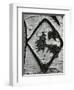 Bark Abstraction, Utah, 1972-Brett Weston-Framed Photographic Print