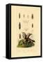 Bark Beetle, 1833-39-null-Framed Stretched Canvas