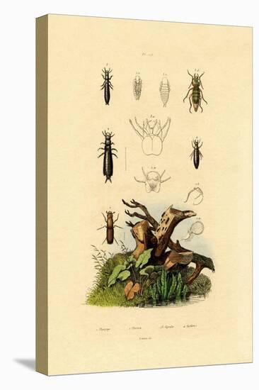 Bark Beetle, 1833-39-null-Stretched Canvas