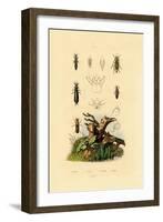 Bark Beetle, 1833-39-null-Framed Giclee Print