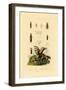 Bark Beetle, 1833-39-null-Framed Giclee Print