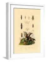 Bark Beetle, 1833-39-null-Framed Giclee Print