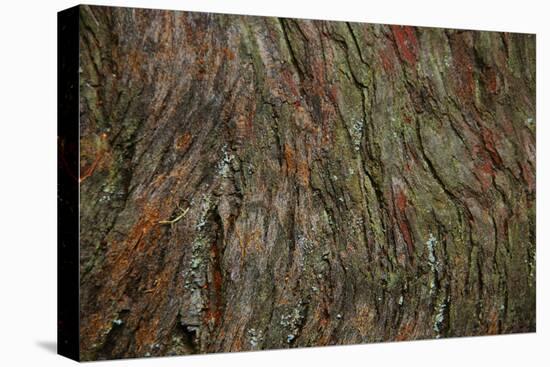 Bark Detail, Muir Woods, Marin Headlands, California-Anna Miller-Stretched Canvas