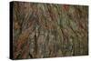 Bark Detail, Muir Woods, Marin Headlands, California-Anna Miller-Stretched Canvas
