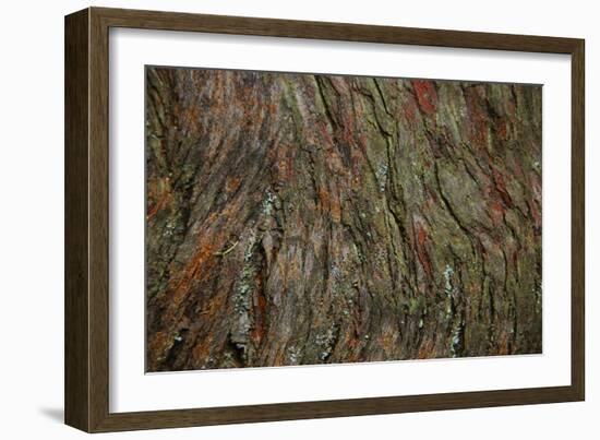 Bark Detail, Muir Woods, Marin Headlands, California-Anna Miller-Framed Photographic Print