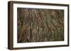 Bark Detail, Muir Woods, Marin Headlands, California-Anna Miller-Framed Photographic Print