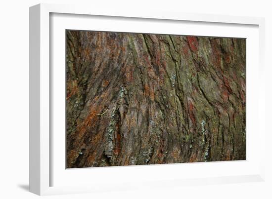 Bark Detail, Muir Woods, Marin Headlands, California-Anna Miller-Framed Photographic Print