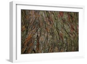 Bark Detail, Muir Woods, Marin Headlands, California-Anna Miller-Framed Photographic Print