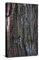 Bark Detail, Muir Woods, Marin Headlands, California-Anna Miller-Stretched Canvas