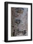 Bark detail, Yellowstone National Park, Wyoming, USA-Roddy Scheer-Framed Photographic Print