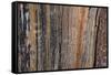 Bark detail, Yellowstone National Park, Wyoming, USA.-Roddy Scheer-Framed Stretched Canvas
