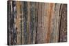 Bark detail, Yellowstone National Park, Wyoming, USA.-Roddy Scheer-Stretched Canvas