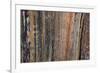 Bark detail, Yellowstone National Park, Wyoming, USA.-Roddy Scheer-Framed Photographic Print