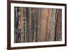 Bark detail, Yellowstone National Park, Wyoming, USA.-Roddy Scheer-Framed Photographic Print