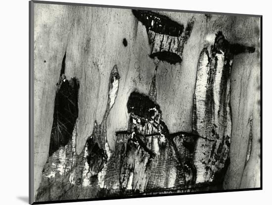 Bark, Europe, 1971-Brett Weston-Mounted Photographic Print