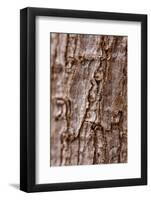 Bark II-K.B. White-Framed Photographic Print