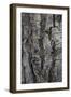 Bark of balsam poplar tree, Lunch Tree Hill, Grand Teton National Park, Wyoming, Usa.-Roddy Scheer-Framed Photographic Print