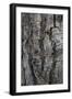 Bark of balsam poplar tree, Lunch Tree Hill, Grand Teton National Park, Wyoming, Usa.-Roddy Scheer-Framed Photographic Print