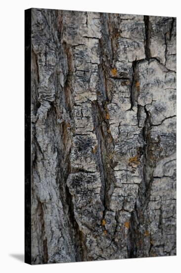 Bark of balsam poplar tree, Lunch Tree Hill, Grand Teton National Park, Wyoming, Usa.-Roddy Scheer-Stretched Canvas