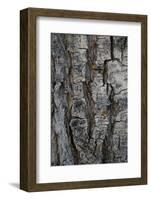 Bark of balsam poplar tree, Lunch Tree Hill, Grand Teton National Park, Wyoming, Usa.-Roddy Scheer-Framed Photographic Print