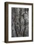 Bark of balsam poplar tree, Lunch Tree Hill, Grand Teton National Park, Wyoming, Usa.-Roddy Scheer-Framed Photographic Print