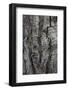 Bark of balsam poplar tree, Lunch Tree Hill, Grand Teton National Park, Wyoming, Usa.-Roddy Scheer-Framed Photographic Print