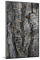 Bark of balsam poplar tree, Lunch Tree Hill, Grand Teton National Park, Wyoming, Usa.-Roddy Scheer-Mounted Photographic Print
