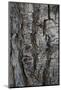 Bark of balsam poplar tree, Lunch Tree Hill, Grand Teton National Park, Wyoming, Usa.-Roddy Scheer-Mounted Photographic Print