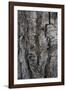 Bark of balsam poplar tree, Lunch Tree Hill, Grand Teton National Park, Wyoming, Usa.-Roddy Scheer-Framed Photographic Print