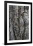 Bark of balsam poplar tree, Lunch Tree Hill, Grand Teton National Park, Wyoming, Usa.-Roddy Scheer-Framed Photographic Print