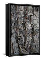 Bark of balsam poplar tree, Lunch Tree Hill, Grand Teton National Park, Wyoming, Usa.-Roddy Scheer-Framed Stretched Canvas