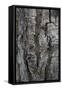 Bark of balsam poplar tree, Lunch Tree Hill, Grand Teton National Park, Wyoming, Usa.-Roddy Scheer-Framed Stretched Canvas