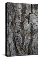 Bark of balsam poplar tree, Lunch Tree Hill, Grand Teton National Park, Wyoming, Usa.-Roddy Scheer-Stretched Canvas