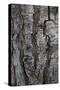 Bark of balsam poplar tree, Lunch Tree Hill, Grand Teton National Park, Wyoming, Usa.-Roddy Scheer-Stretched Canvas