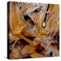 Bark of Spruce tree-Panoramic Images-Stretched Canvas