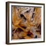 Bark of Spruce tree-Panoramic Images-Framed Photographic Print