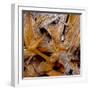 Bark of Spruce tree-Panoramic Images-Framed Photographic Print