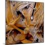 Bark of Spruce tree-Panoramic Images-Mounted Photographic Print