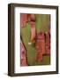 Bark peels from arbutus tree in Ganges, British Columbia, Canada-Chuck Haney-Framed Photographic Print