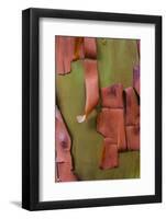 Bark peels from arbutus tree in Ganges, British Columbia, Canada-Chuck Haney-Framed Photographic Print