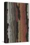 Bark Texture in Various Colors, Abstract Pattern-Found Image Press-Stretched Canvas