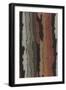 Bark Texture in Various Colors, Abstract Pattern-Found Image Press-Framed Giclee Print